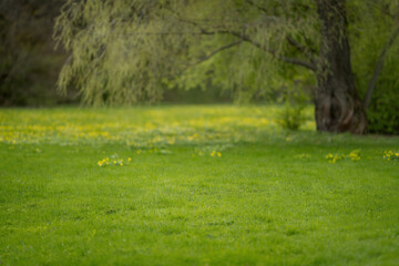 Wall Mural - Green lawn in city park