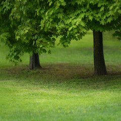 Wall Mural - Green lawn in city park