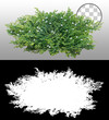 Cut out bush. Green foliage isolated on transparent background via an alpha channel. Plants for garden design or landscaping. High quality clipping mask.