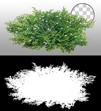 Cut Out Bush. Green Foliage Isolated On Transparent Background Via An Alpha Channel. Plants For Garden Design Or Landscaping. High Quality Clipping Mask.