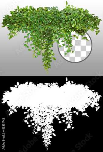 Cutout ivy with lush green foliage. Climbing plant in summer isolated on transparent background via an alpha channel. High quality mask for professional composition.
