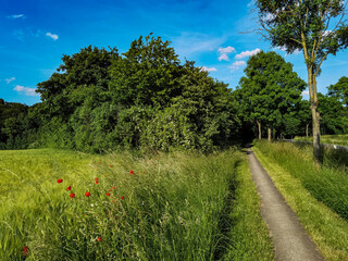 Wall Mural - landscape with grass and blue sky