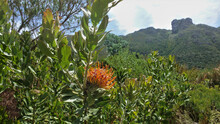 Bright Blooming Protea. Globular Orange Inflorescence With Long Stamens. Green Oval Leaves On Bush Branches. In The Distance, A Picturesque Mountain Range Against The Background Of The Sky. Cape Town.