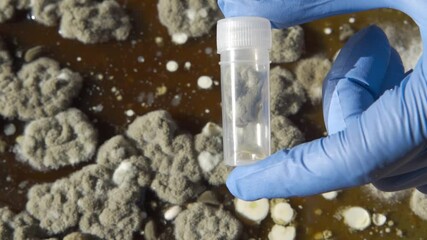 Wall Mural - A laboratory assistant in medical gloves holds a test tube with mold close-up. Scientific experiment, laboratory research.