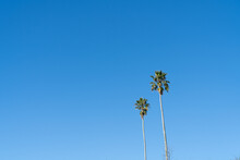 Tall Fan Palm Trees Against Blue Sky