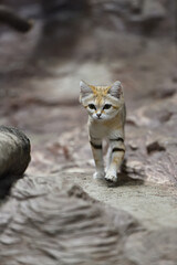 Sand cat in a zoo