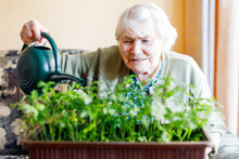 Active Senior Woman Of 90 Years Watering Parsley Plants With Water Can At Home. Happy Retired Lady