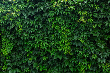 A Dense Hedge Of Green Vine Leaves. Space For Text. Background.