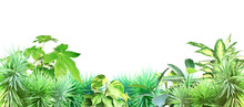 Exotical Border With Plants Of Jungle And Copy Space For Text