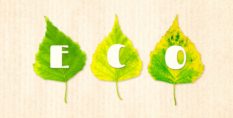 Wall Mural - Green birch leaves and inscription Eco made of cardboard letters