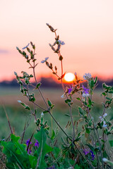 Wall Mural - Beautiful wildflowers on a green meadow. Warm summer evening with a bright meadow during sunset. Grass silhouette in the light of the golden setting sun. Beautiful nature landscape with sunbeams.