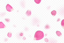 Pink Flower Petals Are Falling. Isolated On Transparent Background.