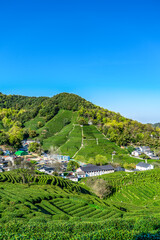 Wall Mural - Hangzhou West Lake Longjing Tea Mountain