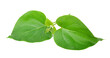 Gymnema sylvestre leaf isolated on white background