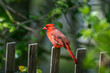 Detailed closeup of a red male Cardinal bird perched on a picket fence in the sunlight