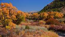 Beautiful Orange Autumn Color Of  Cottonwood Trees Next To The Eagle River In The Rocky Mountains Of Colorado, Near Eagle