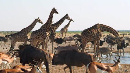 huge wildlife diversity at a waterhole in etosha national park, kunene region, namibia, africa.