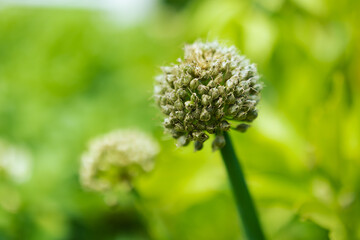 Onion plant detail on blurred green background