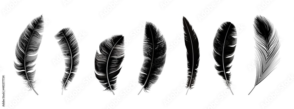 Realistic black feathers. Birds feather, quill swan or crow plumage elements. Decorative isolated fluffy boho symbols, mystic magic equipment vector set - obrazy, fototapety, plakaty 
