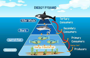 Poster - Diagram showing Arctic energy pyramid for education