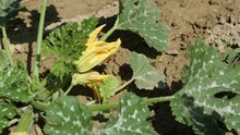Close Up Of Courgette Flowers Grown In The Vegetable Garden. Soil Wet From Irrigation
