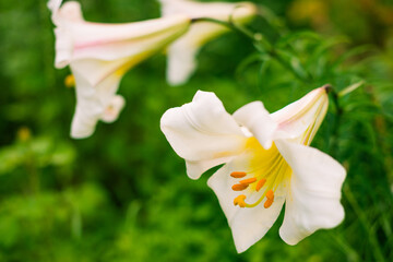 Wall Mural - multicolor flowers at summer garden ground