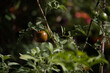 Plants in a beautiful garden - Camone tomato (Solanum)