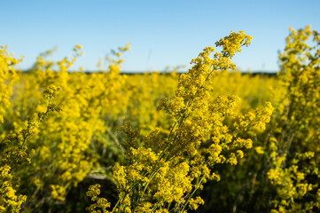 Beautiful yellow flowers on a summer background.