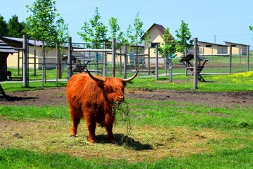 Wall Mural - The Highland is a Scottish breed of rustic cattle, has long horns and a long shaggy coat. 