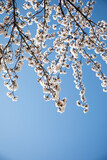 Fototapeta Dmuchawce - 봄의 속초