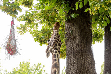 The giraffe is trying to reach the foliage from the trees with its long tongue.