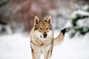 Wall Mural - Beautiful wolf in nature in winter