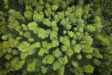 Fototapeta  - Changing forest ecosystem treetops from the sky woods forestry protection preservation manage and cultivate sustainability climate