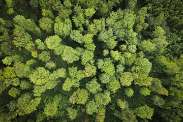 changing forest ecosystem treetops from the sky woods forestry protection preservation manage and cu