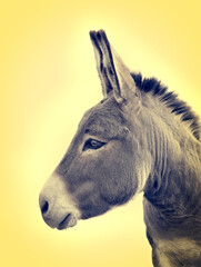 Sticker -  portrait donkey on yellow background in retro style