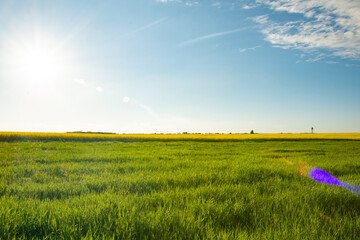 Blooming yellow rapeseed field. The sun is shining brightly, the sky is blue. Hot summer day.