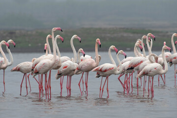 Wall Mural - group of greater flamingoes, phoenicopterus roseus, india