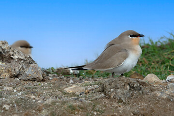 Wall Mural - The small pratincole, little pratincole, or small Indian pratincole, Glareola lactea, India