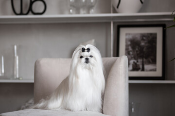 Wall Mural - A white Maltese dog in a beautiful interior. Gorgeous grooming.
