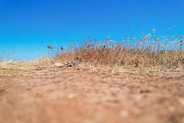 Dry grasses with bright blue sky in a background on a hot summer day photographed from low angle.  Drought, global warming and climate change idea. Fields of Italy