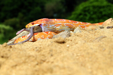 Canvas Print - The corn snake (Pantherophis guttatus) with prey on a green background. A color mutation of a corn snake while eating prey .Amelano color form.