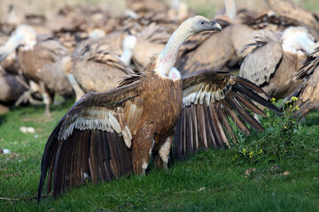 Canvas Print - The white-backed vulture (Gyps africanus) fighting for the carcasses.Typical behavior of bird scavengers around carcass. A large European vulture with outstretched wings.