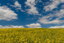 Yellow Field With Rapeseed And Blue Sky And Clouds