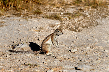 Squirrel in Etosha national park, Namibia.