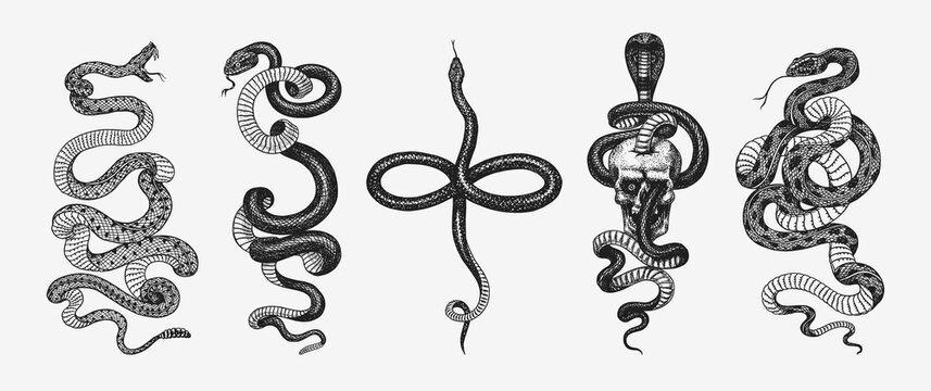 Fototapete - Set of snakes. Pythonidae or python. Boinae or boas or boids. Eastern racer or Coluber constrictor. Indian cobra or spectacled or Asian or binocellate. Engraved hand drawn in old sketch, vintage style
