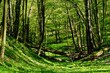 Soczyście zielony leśny wąwóz