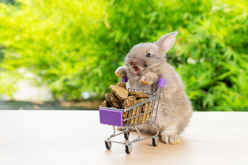 Easter holiday bunny animal and shopping online concept. Adorable baby rabbit brown pushing green shopping basket cart with cookie carrot while standing over green nature background.