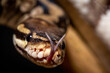 Royal Python  (Python regius) Studio Photography
