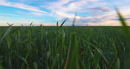 Fototapete - Agriculture Green Field Young Wheat Landscape Farm Nature Blue Sky White Clouds Aerial Slow motion Farmland Meadow Plants Crop