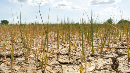 Wall Mural - A month old rice plant that was deprived of water was dying on the ground and cracked.